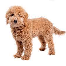Florida Man Sexually Abused a Goldendoodle in Front of Multiple Witnesses an then destroyed a Church Nativity Scene post thumbnail image