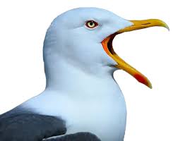 The CJ's1002 Wang In the News - Seagull Surprise post thumbnail image